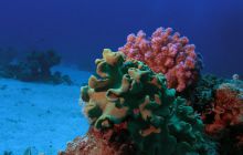 Zabargan, Rocky Island i St Johns - kwiecień 2008