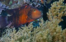 Zabargan, Rocky Island i St Johns - kwiecień 2008