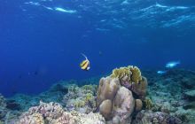 Zabargan, Rocky Island i St Johns - kwiecień 2008