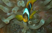 Zabargan, Rocky Island i St Johns - kwiecień 2008