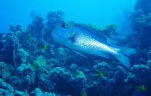 Zabargan, Rocky Island i St Johns - kwiecień 2008