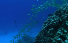 Zabargan, Rocky Island i St Johns - kwiecień 2008