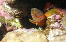 Zabargan, Rocky Island i St Johns - kwiecień 2008