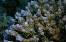 Zabargan, Rocky Island i St Johns - kwiecień 2008