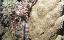 Zabargan, Rocky Island i St Johns - kwiecień 2008