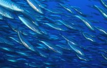 Zabargan, Rocky Island i St Johns - kwiecień 2008