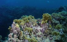 Zabargan, Rocky Island i St Johns - kwiecień 2008