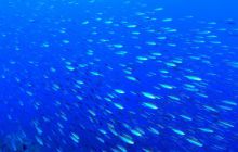 Zabargan, Rocky Island i St Johns - kwiecień 2008