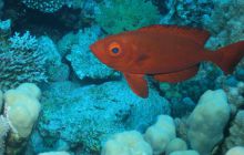 Zabargan, Rocky Island i St Johns - kwiecień 2008