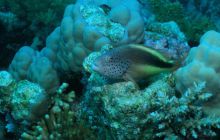 Zabargan, Rocky Island i St Johns - kwiecień 2008