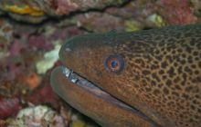 Zabargan, Rocky Island i St Johns - kwiecień 2008