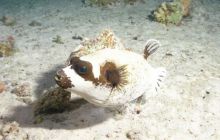 St. Johns - listopad 2008