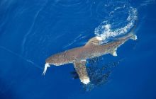 St. Johns - listopad 2008