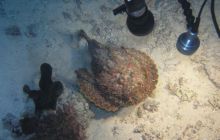 St. Johns - listopad 2008