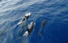 St. Johns - listopad 2008