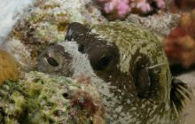 St. Johns - listopad 2008