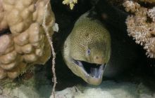 St. Johns - listopad 2008