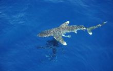 St. Johns - listopad 2008