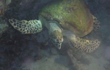 St. Johns - listopad 2008