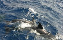 St. Johns - listopad 2008