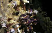 St. Johns - listopad 2008