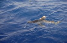 St. Johns - listopad 2008