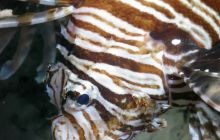 St. Johns - listopad 2008