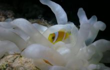 St. Johns - listopad 2008