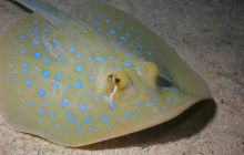 St. Johns - listopad 2008