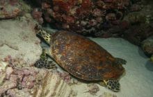 St. Johns - listopad 2008