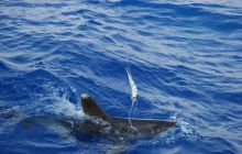 St. Johns - listopad 2008