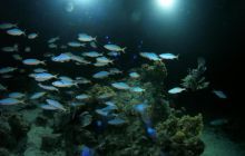 St. Johns - listopad 2008