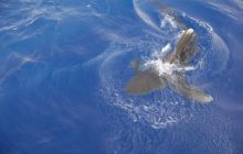 St. Johns - listopad 2008