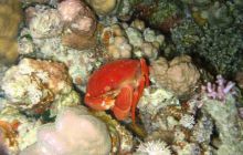 St. Johns - listopad 2008