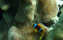 St. Johns - listopad 2008