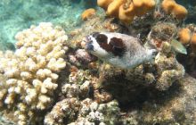 St. Johns - listopad 2008