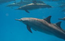 St. Johns - listopad 2008