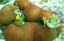 St. Johns - listopad 2008