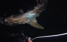 St. Johns - listopad 2008