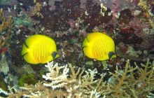 St. Johns - listopad 2008