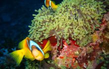 St. Johns - listopad 2008