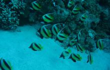 St. Johns - listopad 2008