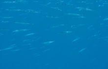 St. Johns - listopad 2008