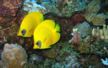 St. Johns - listopad 2008