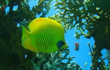 St. Johns - listopad 2008