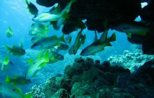 St. Johns - listopad 2008