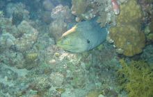 St. Johns - listopad 2008