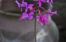 Galapagos - kwiecień 2009