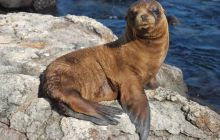 Galapagos - kwiecień 2009