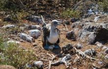 Galapagos - kwiecień 2009